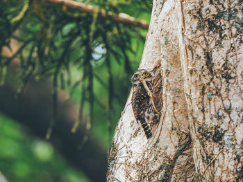 Close-up of lizard on tree trunk
