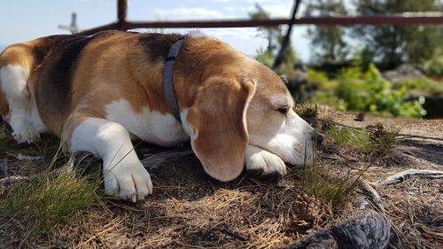 Close-up of a dog sleeping