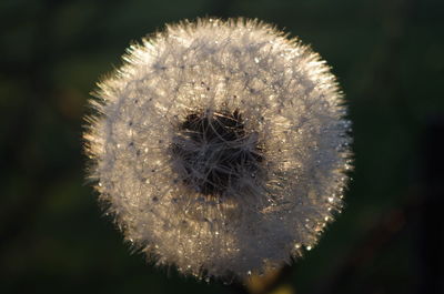 Close-up of flower against blurred background