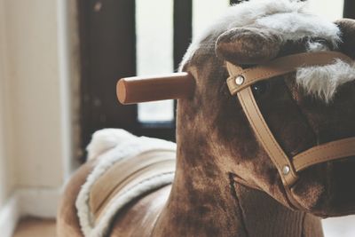 Close-up of horse