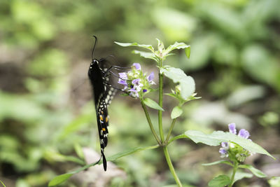 Close-up of butterfly on purple flower