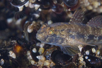 Fish swimming in water