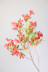Close-up of red flowers against white background