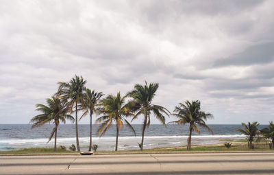 Palm trees on beach against sky