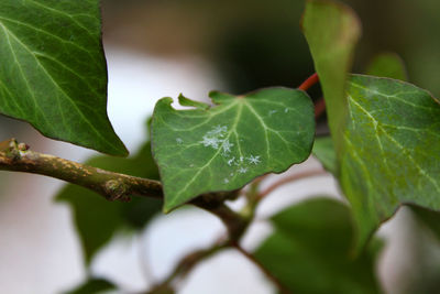 Close-up of fresh green leaves on plant