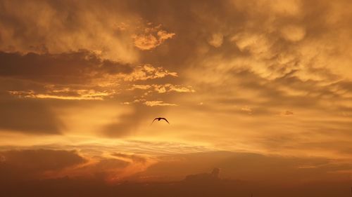 Low angle view of silhouette birds flying against orange sky