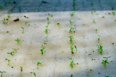 High angle view of plants growing in container