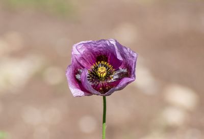 Close-up of purple flowering plant