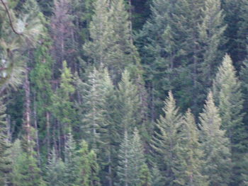 Full frame shot of trees on mountain