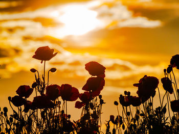 Silhouette plants growing on field against sky during sunset