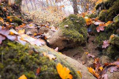 Autumn leaves on rocks in forest