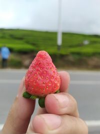 Midsection of person holding strawberry