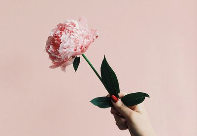 Close-up of hand holding fresh pink flower against white background