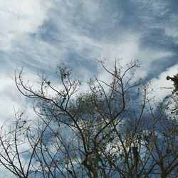 Low angle view of bare tree against sky