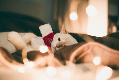 Close-up of cat sitting amidst illuminated string lights at home