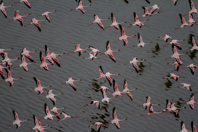 High angle view of birds in sea