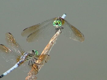 Close-up of damselfly perching on leaf