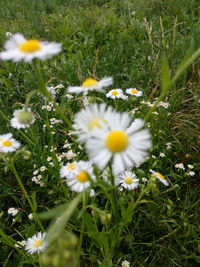 Flowers blooming in field