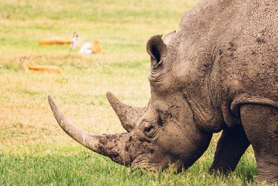 Rhinoceros standing on field