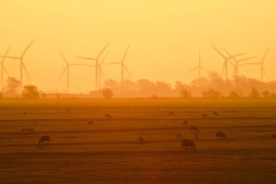 Rural landscape at sunset