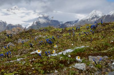 Flowers blooming on field against sky