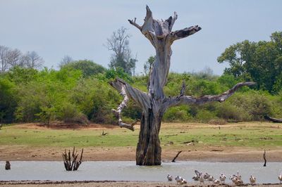 Dead tree on landscape against sky