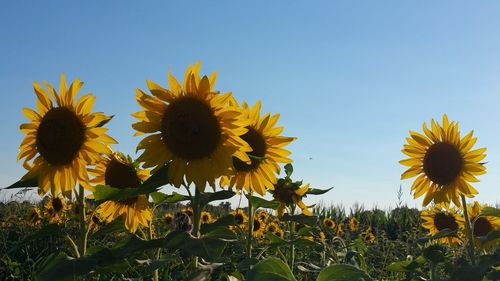 Close-up of fresh sunflower field against clear sky