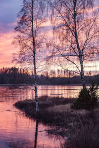 Silhouette bare tree by lake against sky during sunset