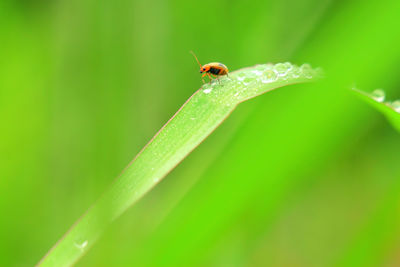 Close-up of insect on leaf