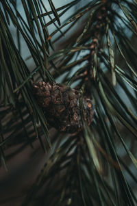 Close-up of pine cone on tree