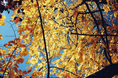 Low angle view of tree against sky during autumn