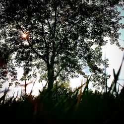 Trees growing on field at sunset