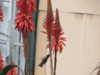 Close-up of plant against blurred background