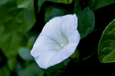 Close-up of white flowers