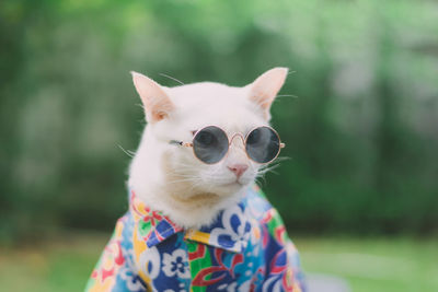 Close-up of cat wearing sunglasses