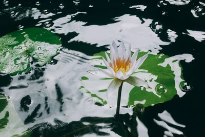 Close-up of water lily