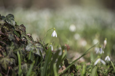 Close-up of flowers against blurred background