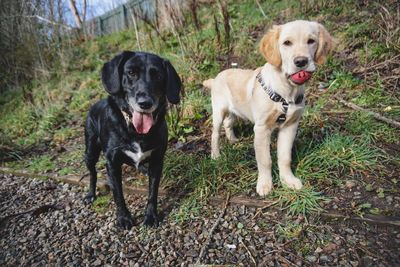 Portrait of dogs standing by plants