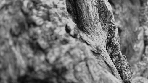 Close-up of tree trunk