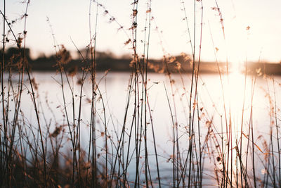 Scenic view of lake