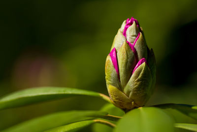 Close-up of flower