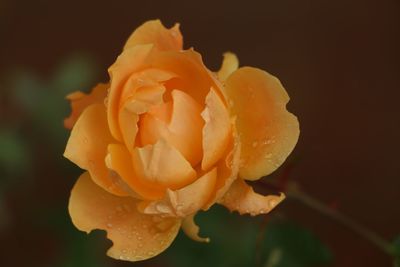 Close-up of rose with dew drops