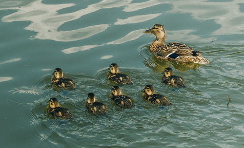 Ducks swimming in lake