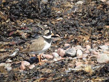 Close-up of bird