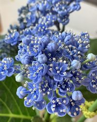 Close-up of blue flowering plant