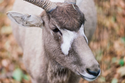 Close-up portrait of goat