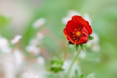 Close-up of red poppy flower