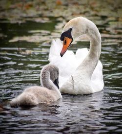 Swan swimming in lake