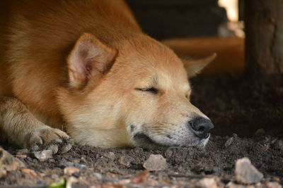 Close-up of dog sleeping
