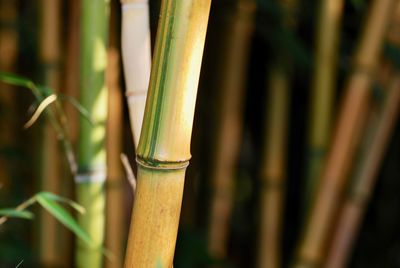 Close-up of bamboo plant on field